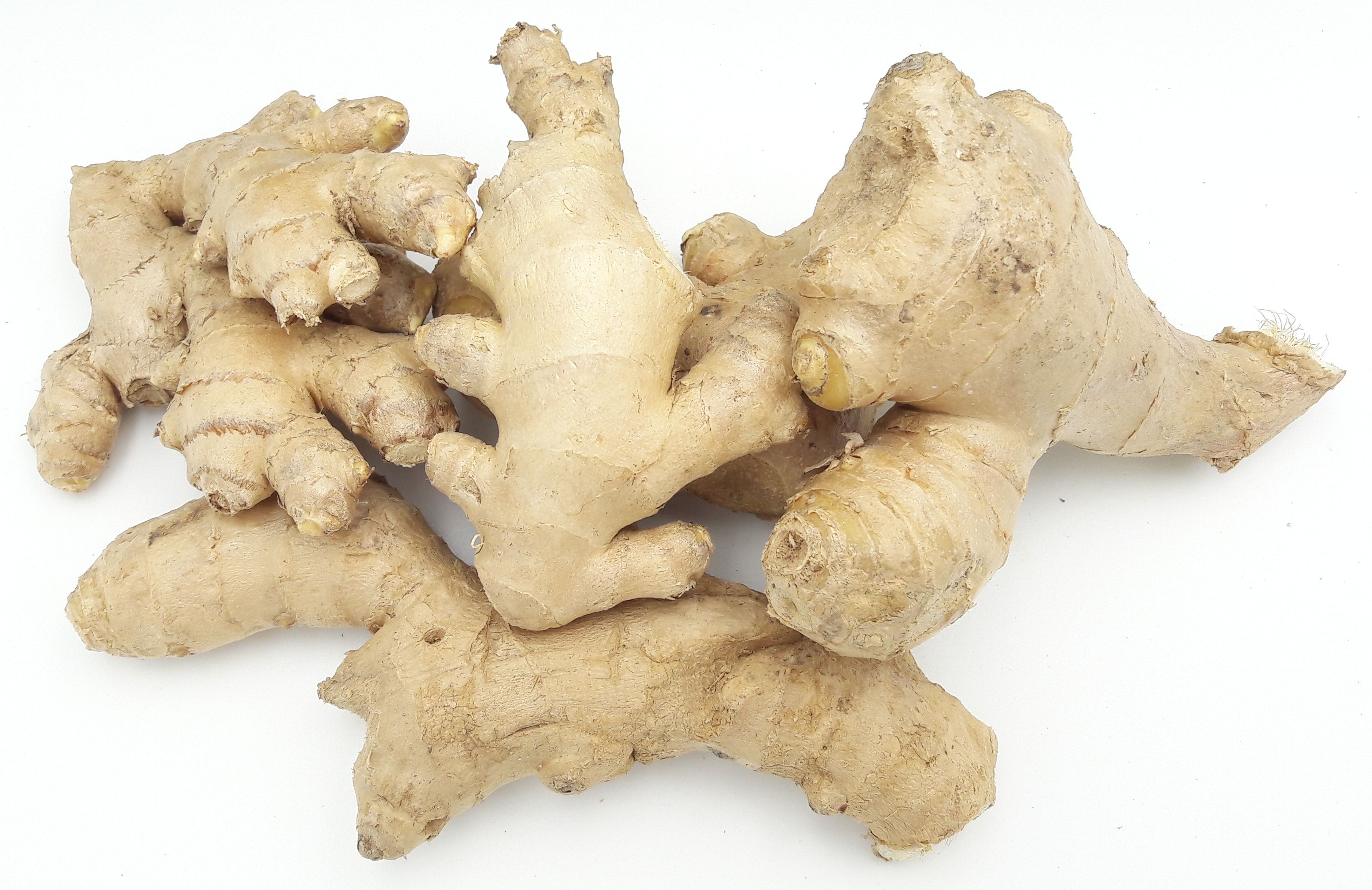 RHIZOMES Découvrez notre Gingembre !