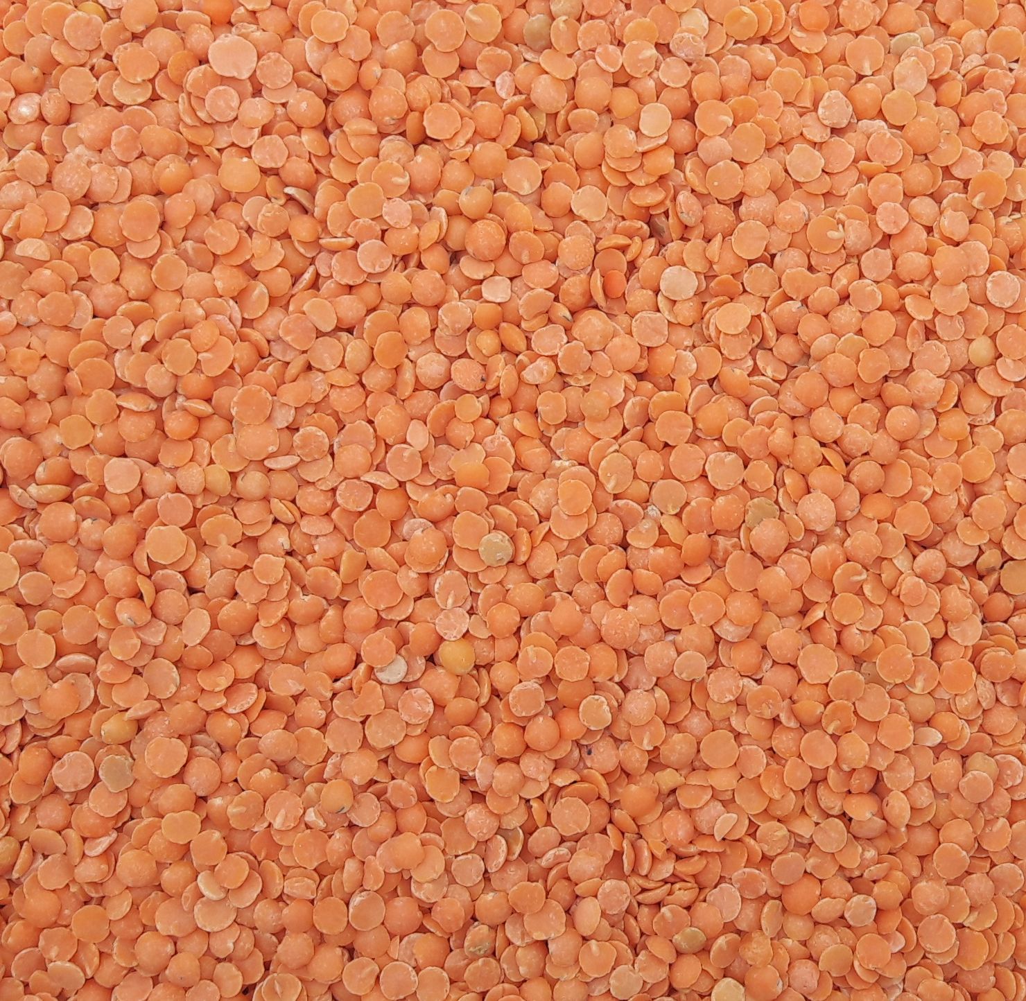 LÉGUMES SECS Découvrez toutes nos légumes secs !